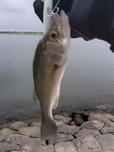 セイゴ（マルスズキ）の釣果