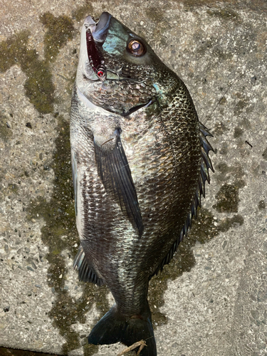 クロダイの釣果