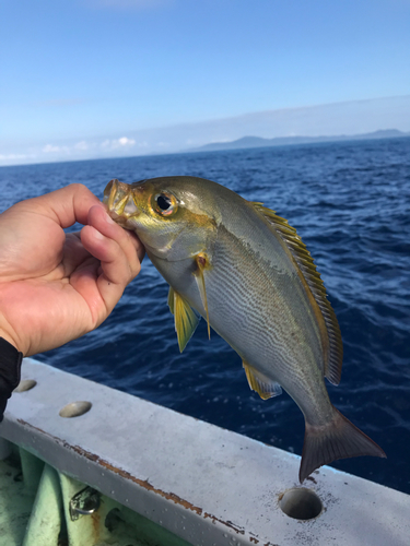 イサキの釣果