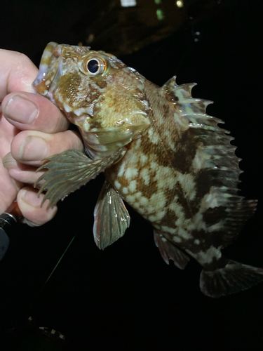 カサゴの釣果