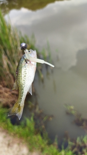 ラージマウスバスの釣果