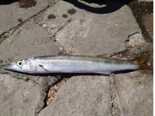 カマスの釣果