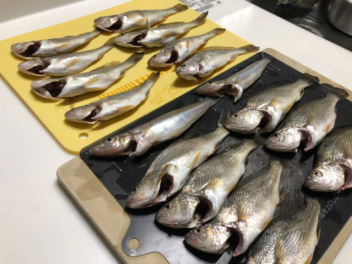 イシモチの釣果