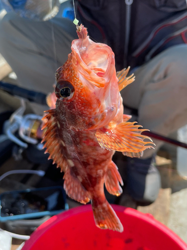 カサゴの釣果