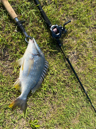 キビレの釣果