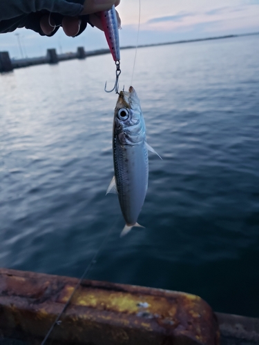 マイワシの釣果