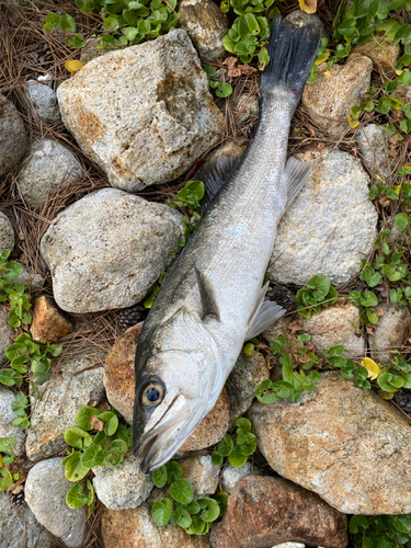 スズキの釣果