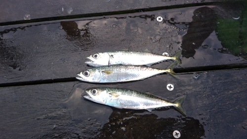 サバの釣果