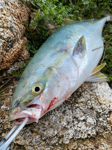 ハマチの釣果