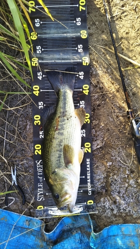 ブラックバスの釣果