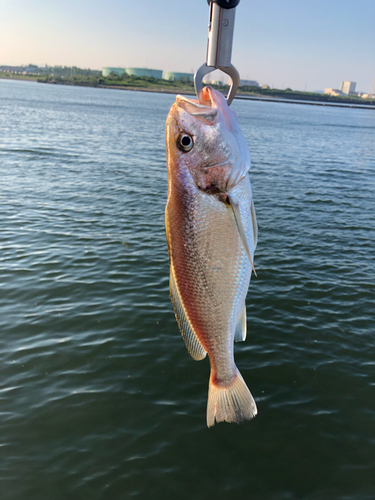 イシモチの釣果