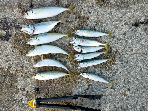 アジの釣果