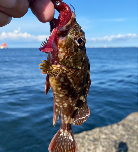 カサゴの釣果