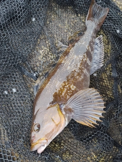 アイナメの釣果