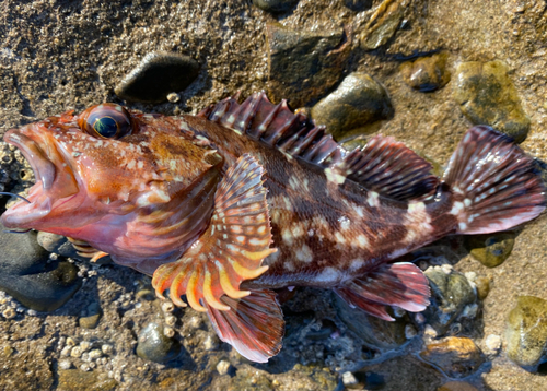 カサゴの釣果