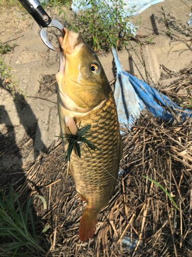 コイの釣果