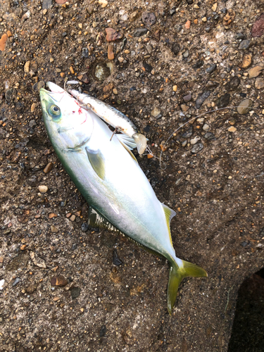 ツバスの釣果