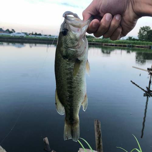 ブラックバスの釣果