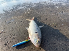 コノシロの釣果