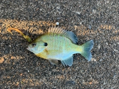 ブルーギルの釣果