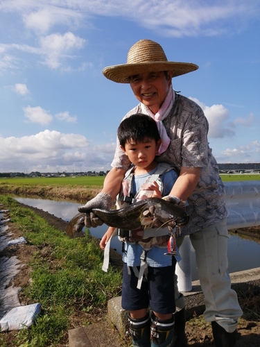 マナマズの釣果