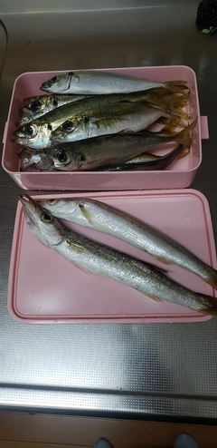 アジの釣果