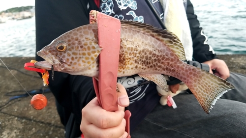 オオモンハタの釣果