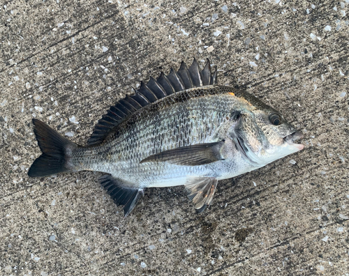 チヌの釣果