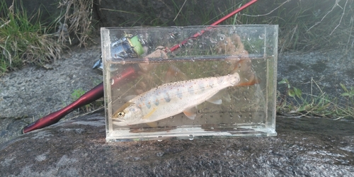 アマゴの釣果