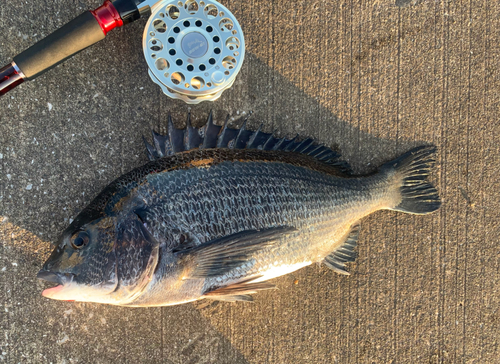 チヌの釣果