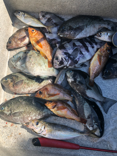 イシダイの釣果