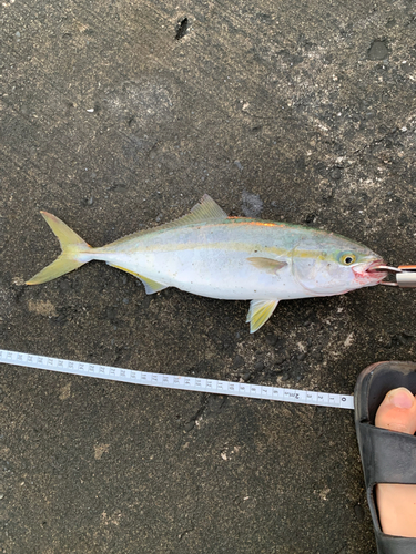 ツバスの釣果