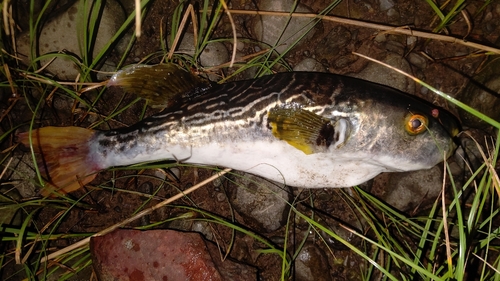 シマフグの釣果