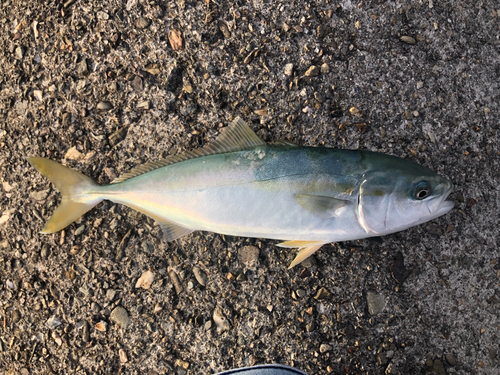 ツバスの釣果