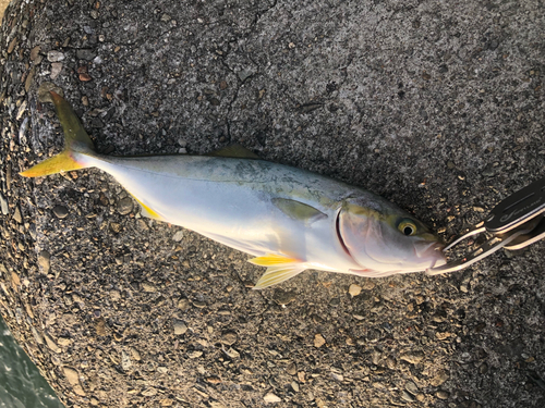 ツバスの釣果