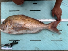 マダイの釣果