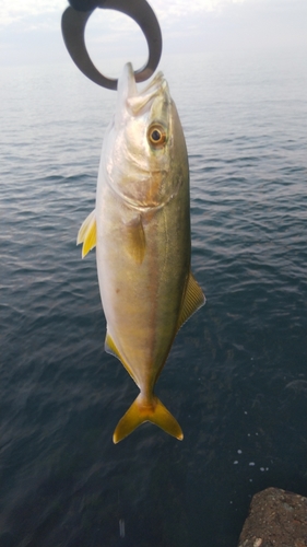 コゾクラの釣果