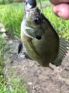 ブルーギルの釣果