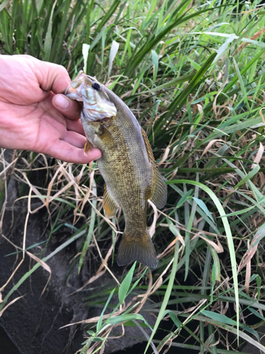 スモールマウスバスの釣果