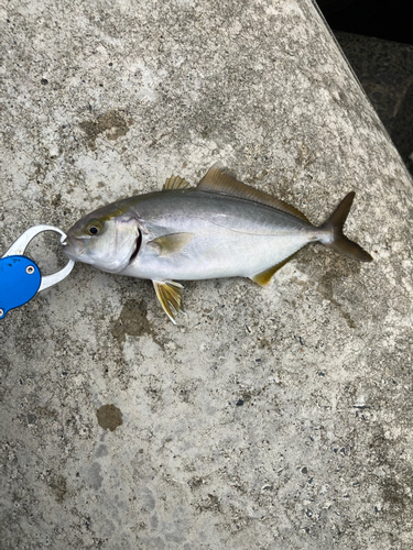 ショゴの釣果