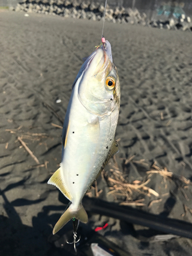 ワカシの釣果