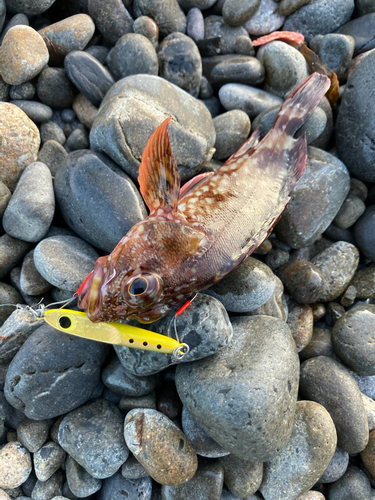 カサゴの釣果