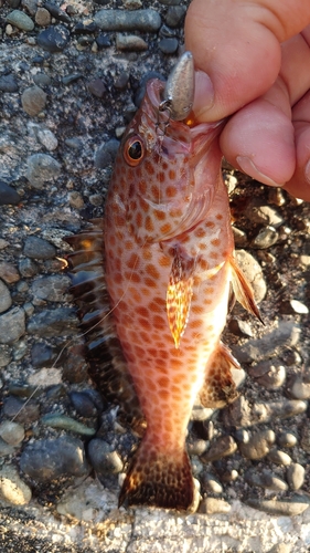 カサゴの釣果