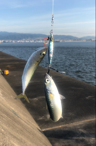 サバの釣果