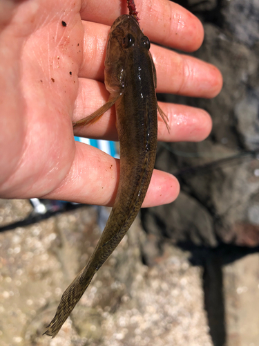 マハゼの釣果