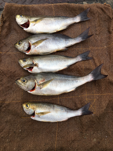 イサキの釣果