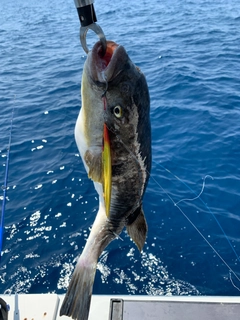 マフグの釣果