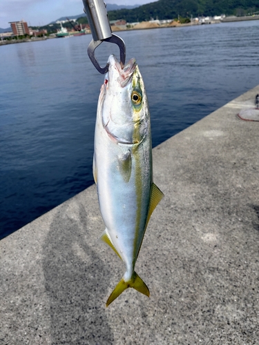 ワカシの釣果