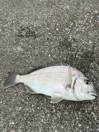 ヘダイの釣果