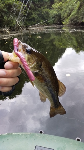 ブラックバスの釣果